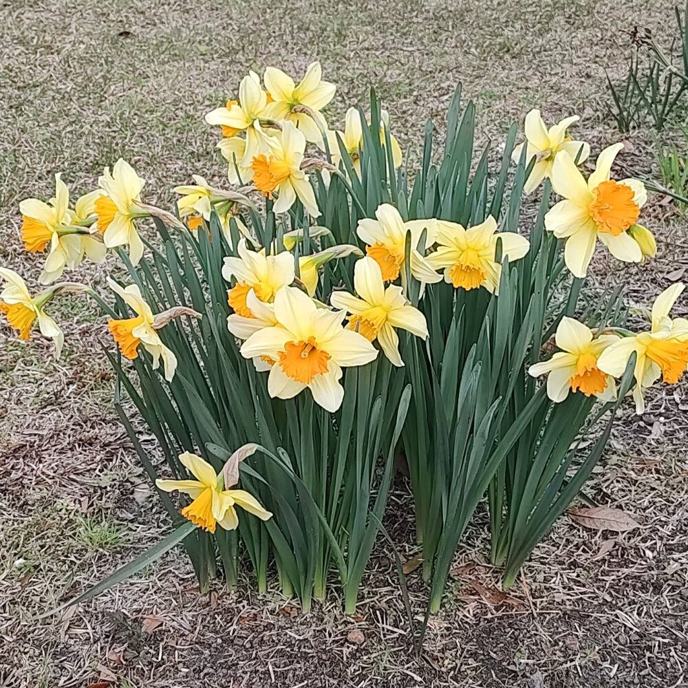 Good morning Sunshine